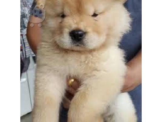 PoulaTo: chow chow προς πώληση.